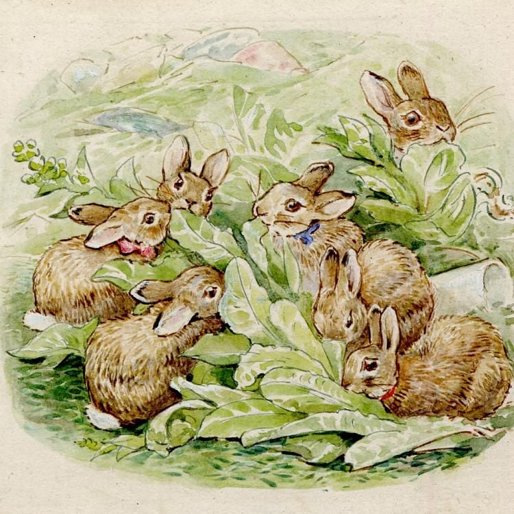 The Flopsy bunnies eating in a lettuce patch.