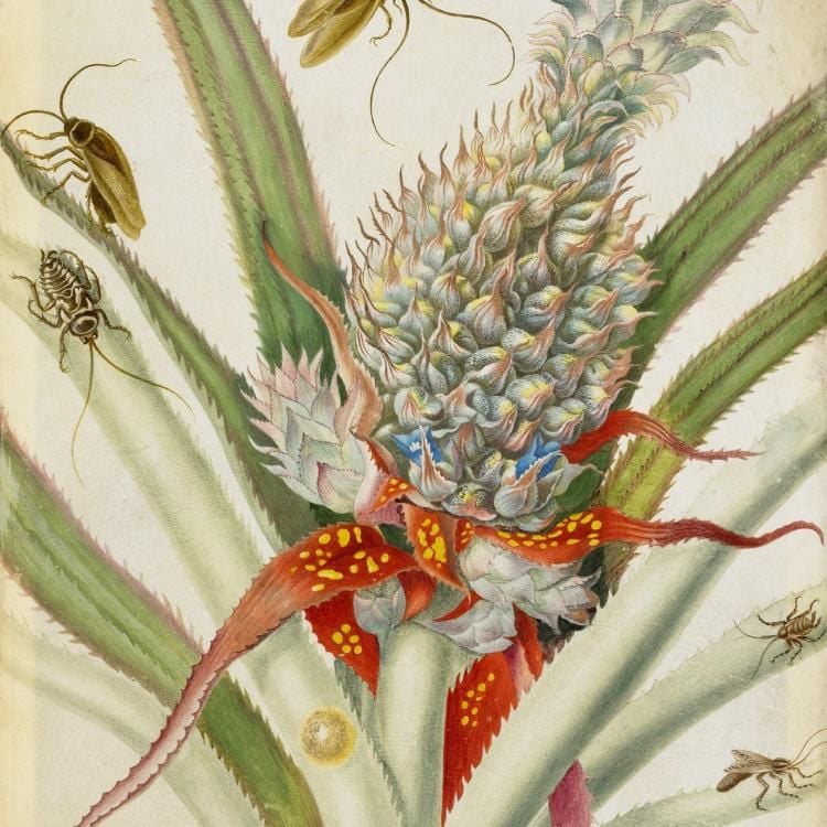 A pineapple plant with cockroaches on its green leaves.