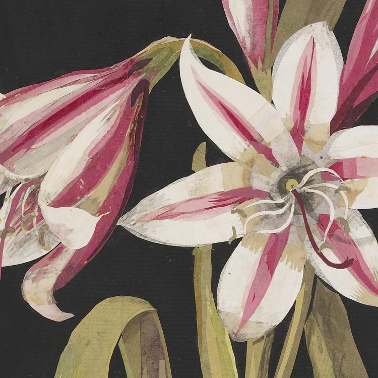 Paper collage of white flowers with pink stripes on their petals.