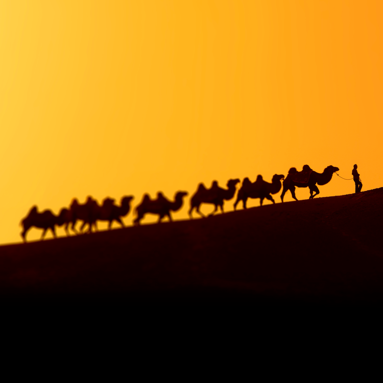Procession of camels with lone figure leading in shadow against orange sky