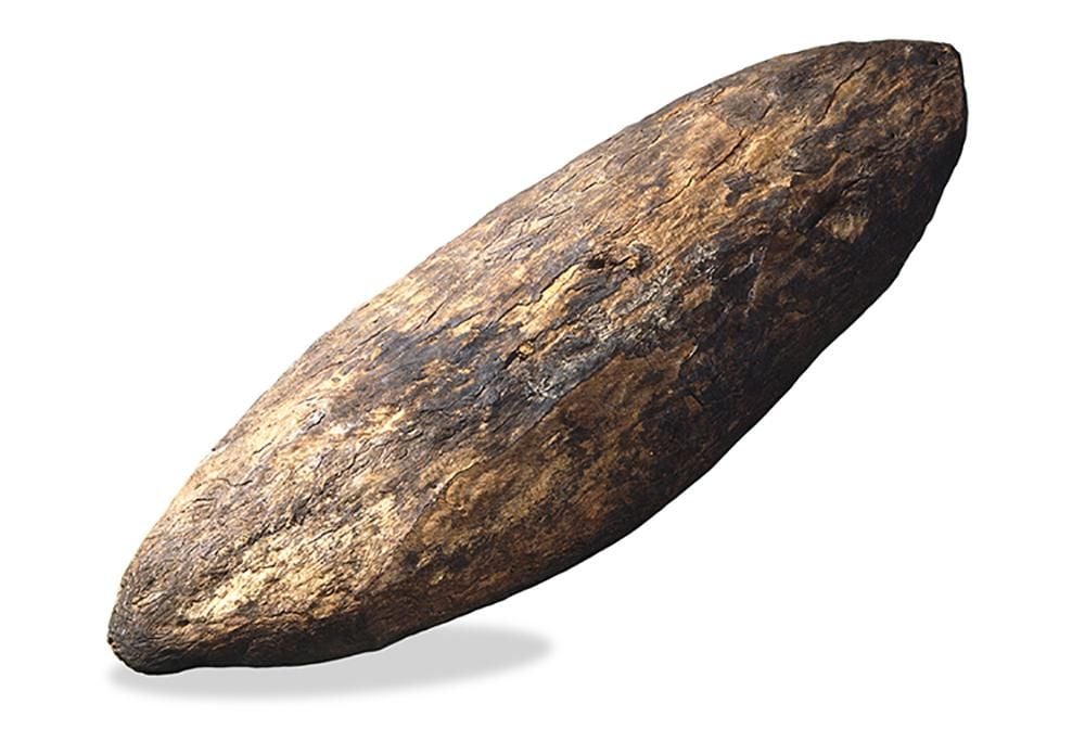 Aboriginal shield made of red mangrove wood