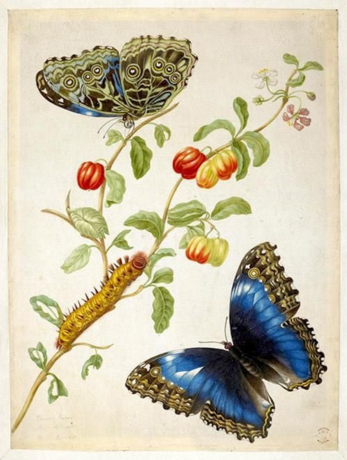 Drawing of two butterflies and caterpillar