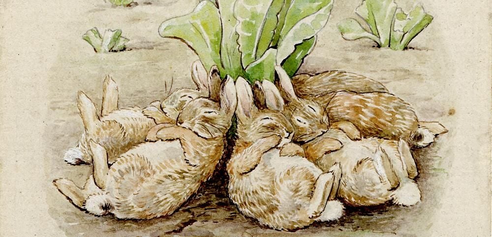 The six Flopsy Bunnies sleeping in a lettuce patch.