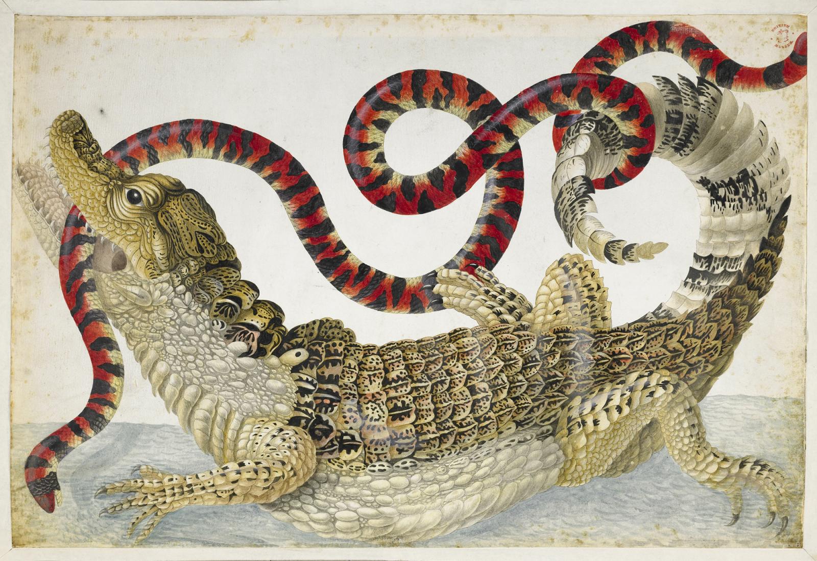 A caiman trying to eat a red snake. The snake is in the caiman's mouth and tangled to its tail.