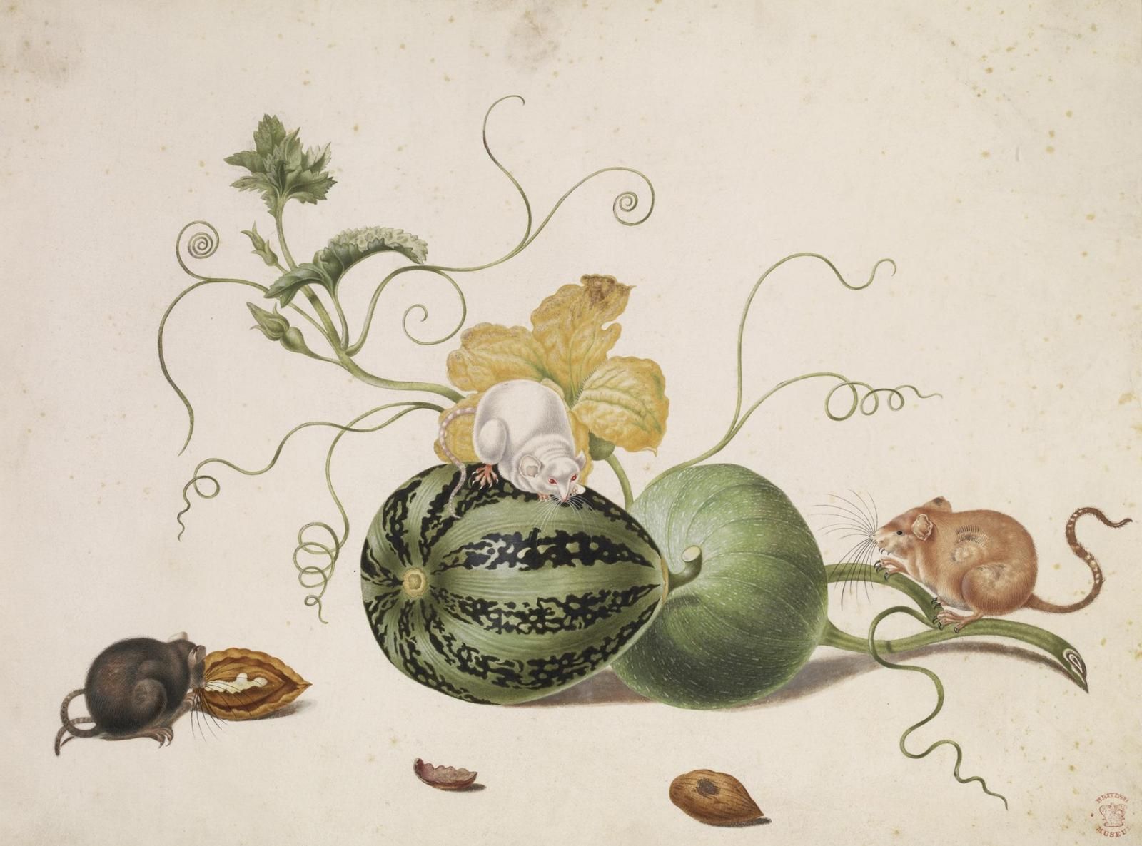 Three mice enjoying a melon and nuts. 