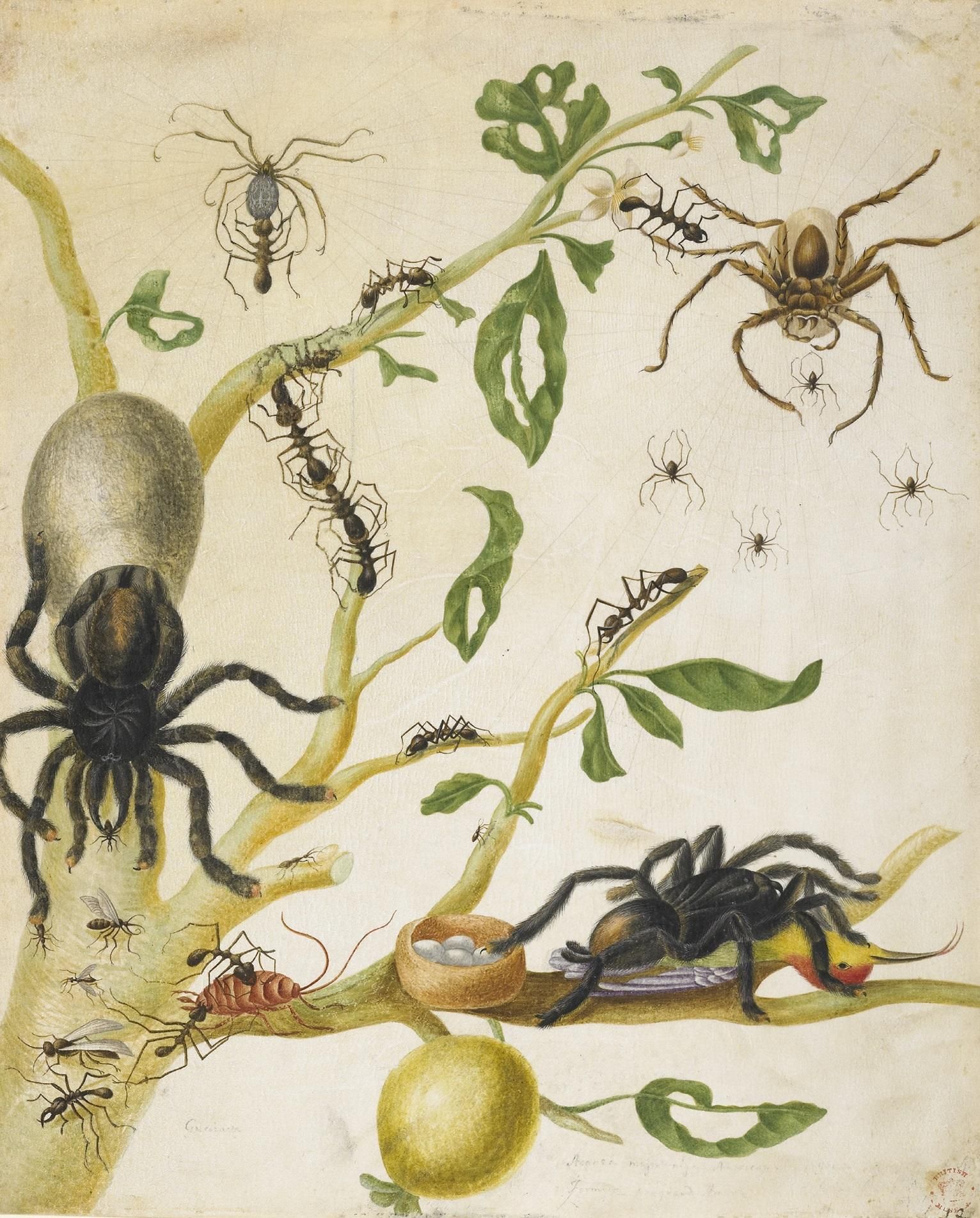 Three tarantula spiders climbing on a tree branch crawling with ants. One is attacking a humming-bird.