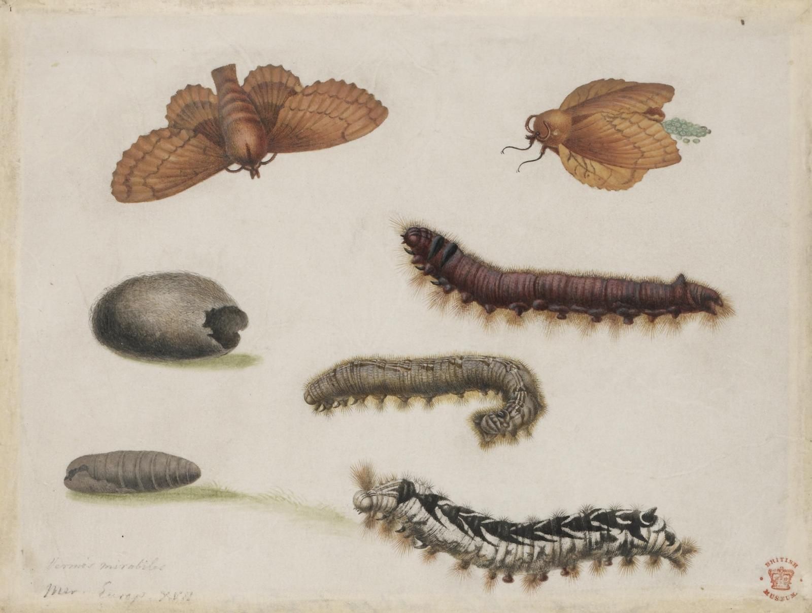  Seven pictures each showing a different phase of the seven stages of a caterpillar becoming a butterfly. 