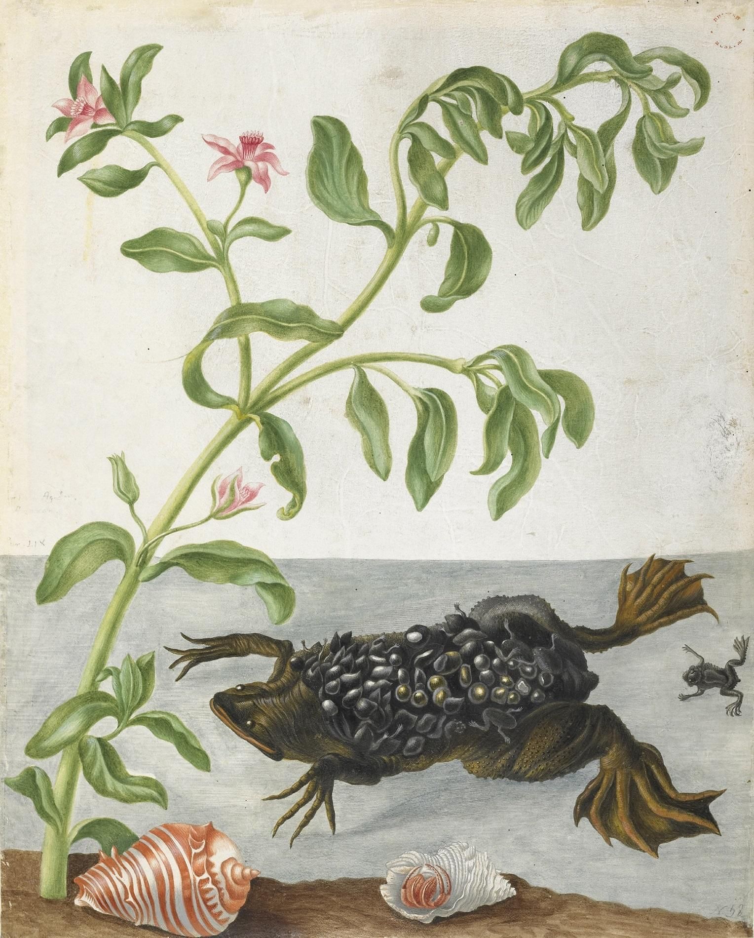 A swimming toad with hatchlings on her back. Two shells are visible and a plant.