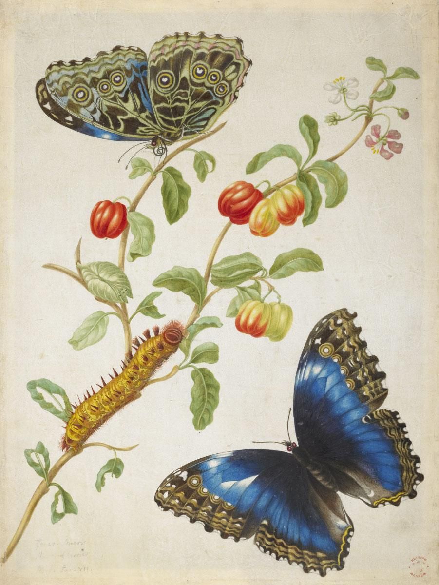 Two butterflies flying around a leafed branch with a caterpillar. 