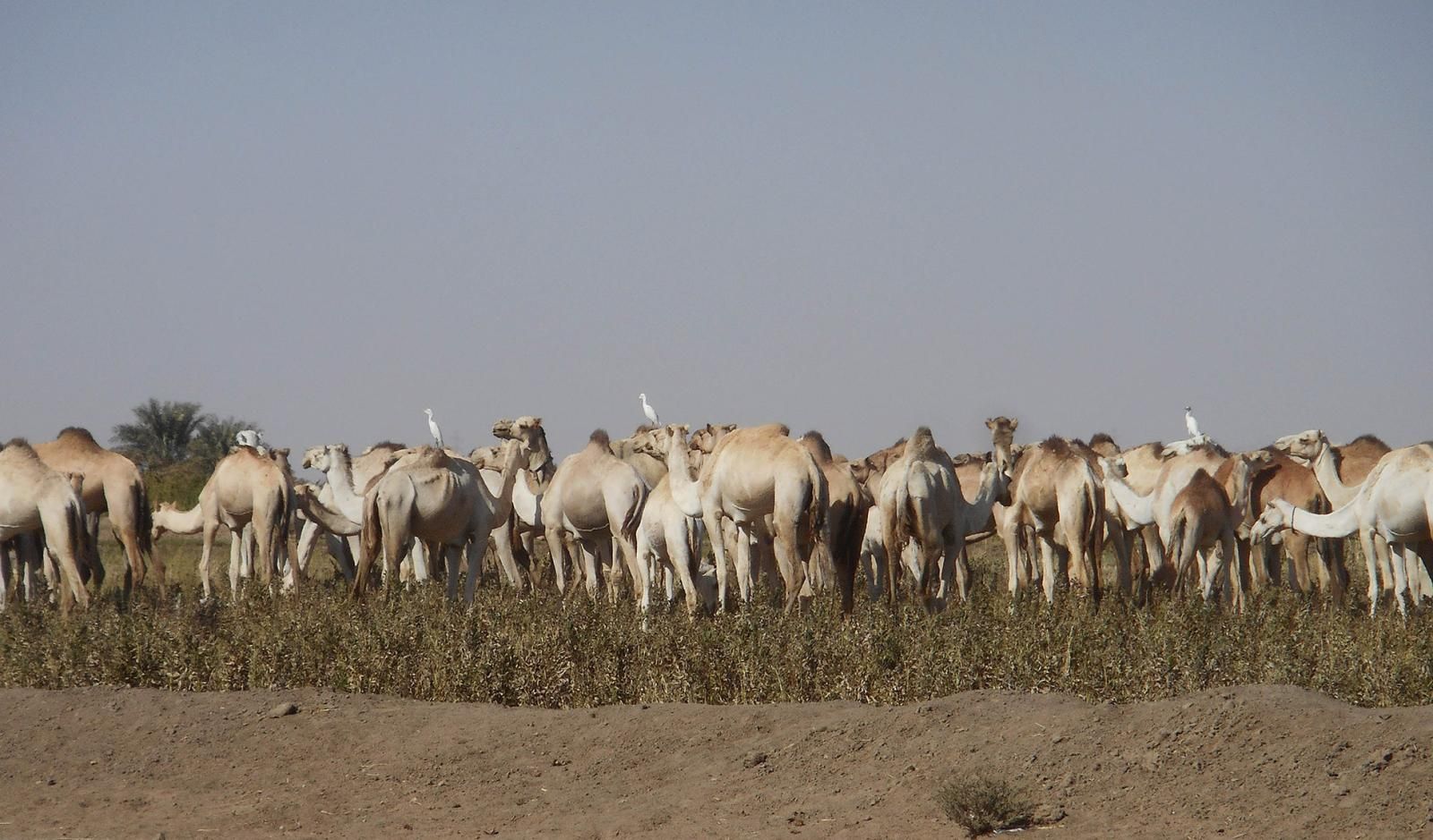 Photograph of a herd of camels grazing in a field. Some of the camels have egrets perched on their backs.