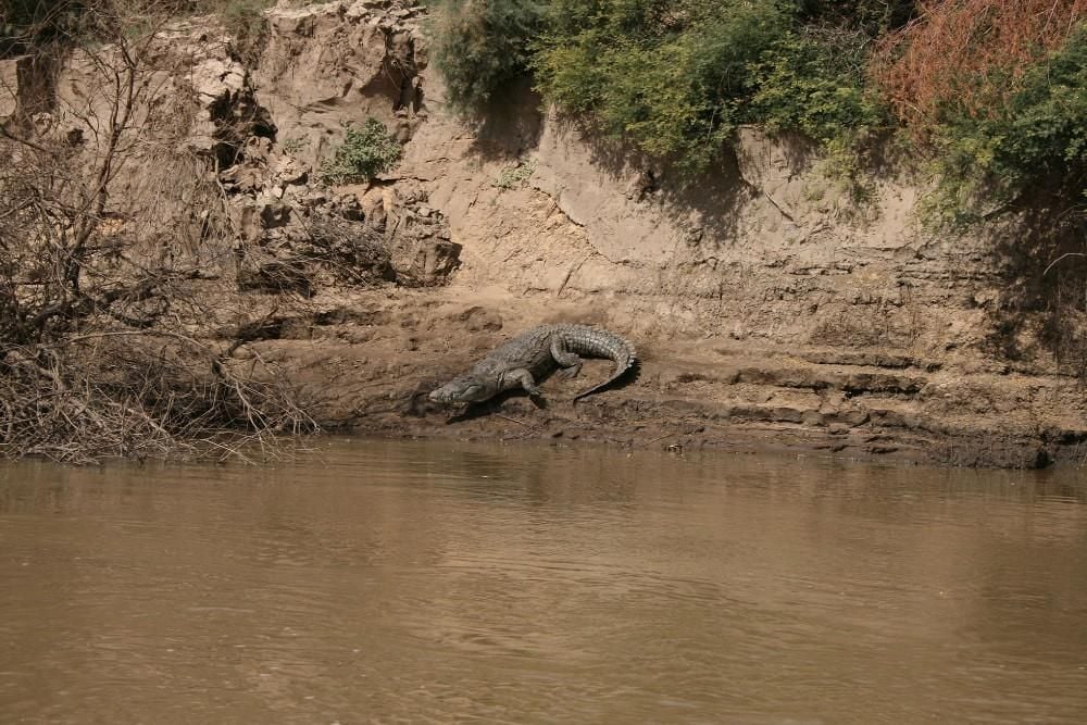 Crocodile on a bank of the Nile, facing down towards the water