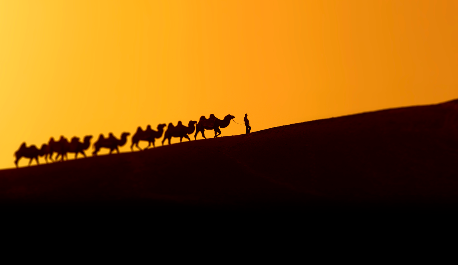 Procession of camels with lone figure leading in shadow against orange sky