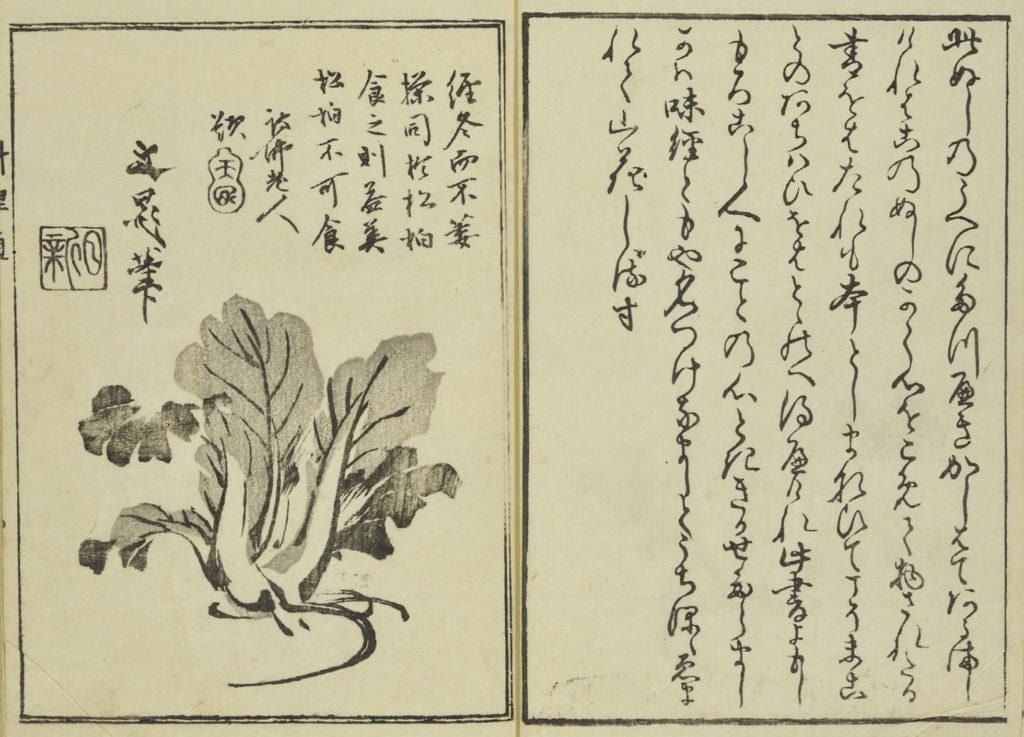 A page from a woodblock illustrated cooking book showing a leafy vegetable and Japanese text. 